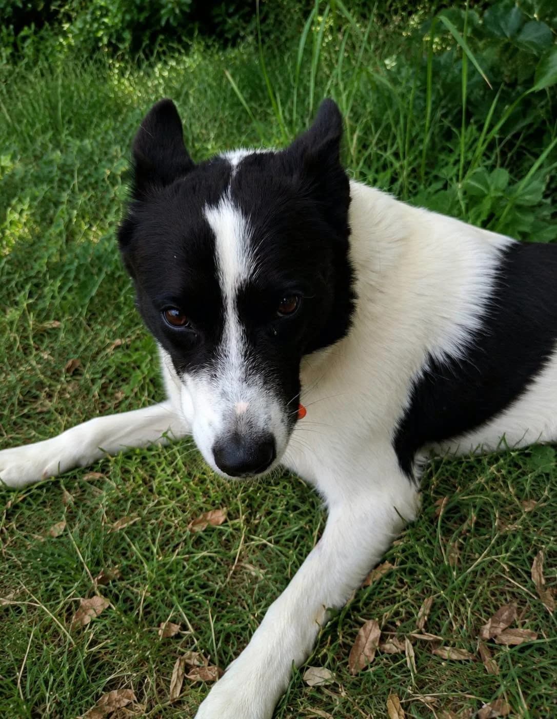 Bella, female 3yo Mixed Breed for adoption at SPA du Gers
