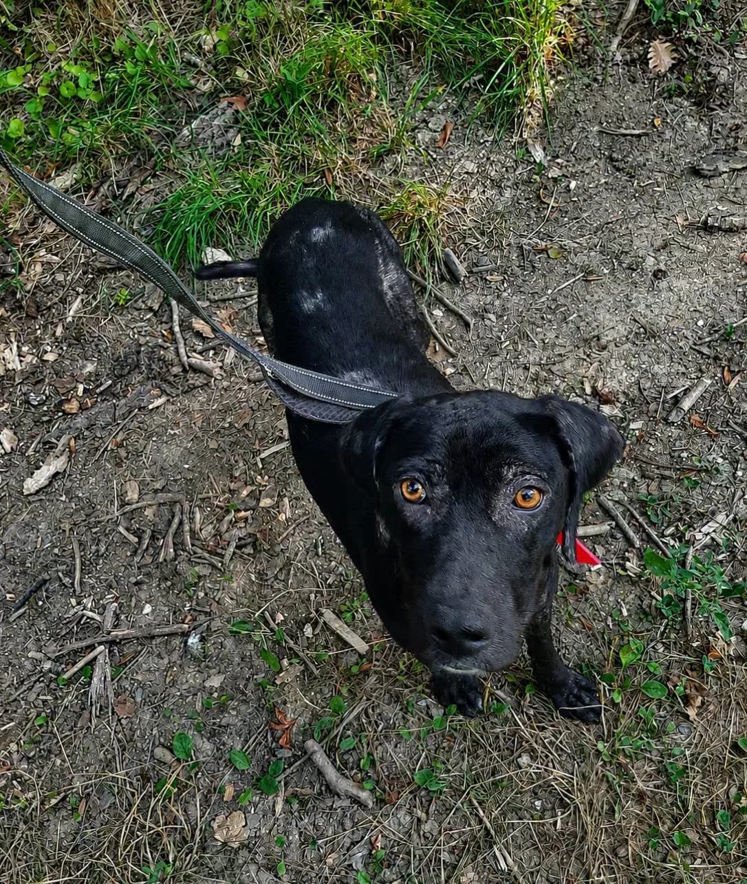 Fifi, female young Mixed Breed for adoption at SPA du Gers