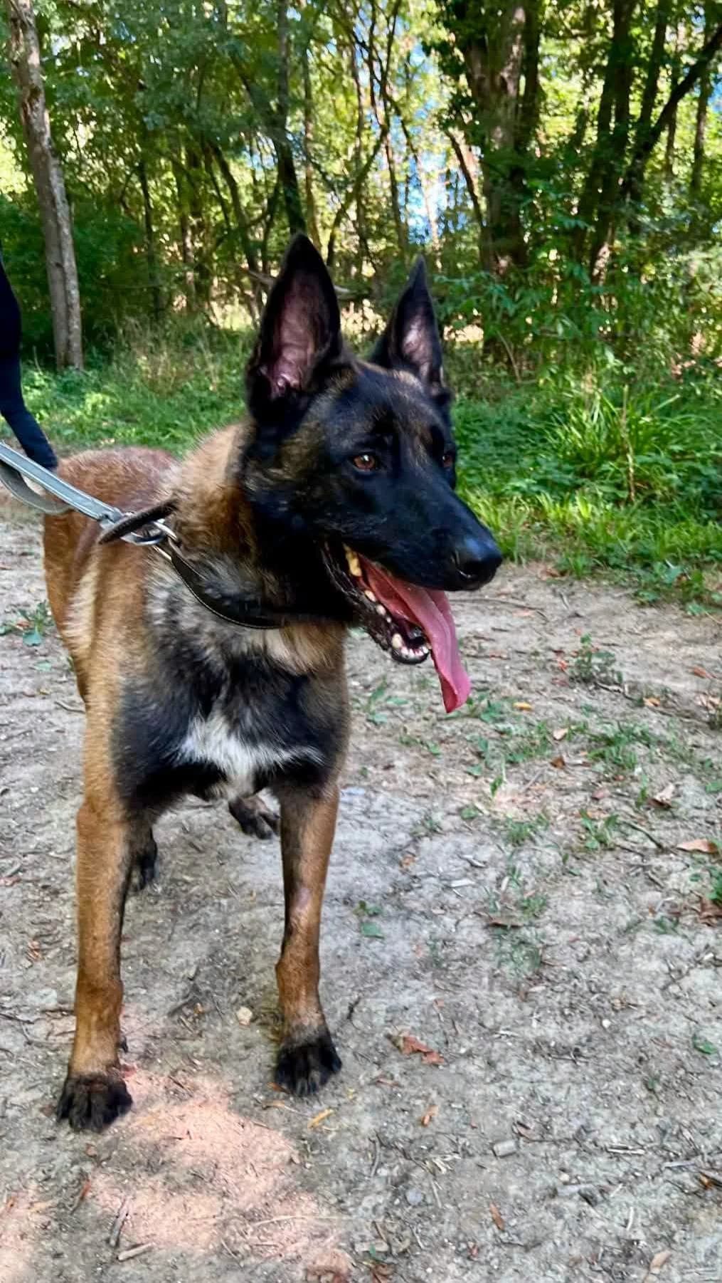 Bandit, male young Mixed Breed for adoption at SPA du Gers