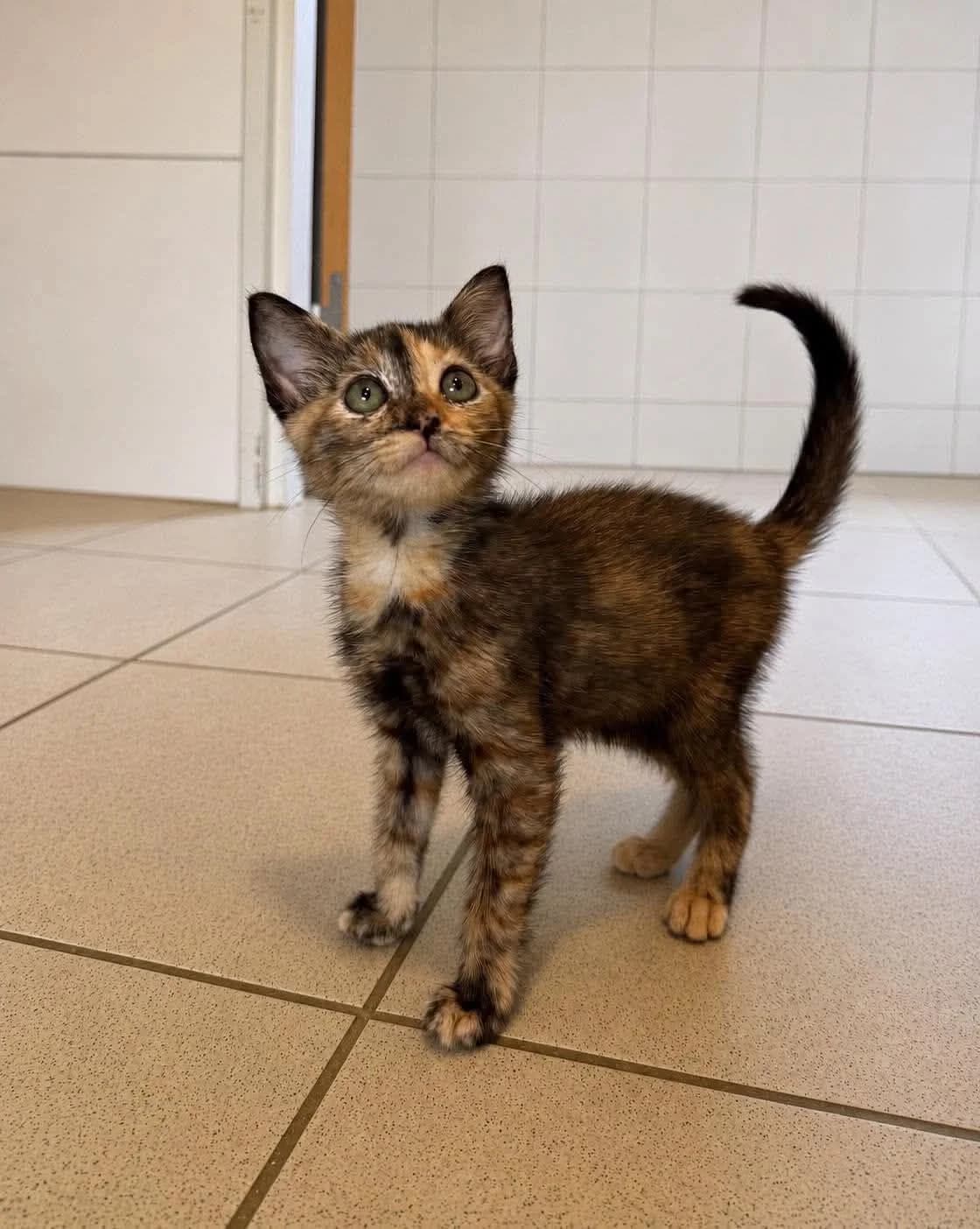 ♀️ Perle, female Mixed Breed for adoption at SPA du Gers