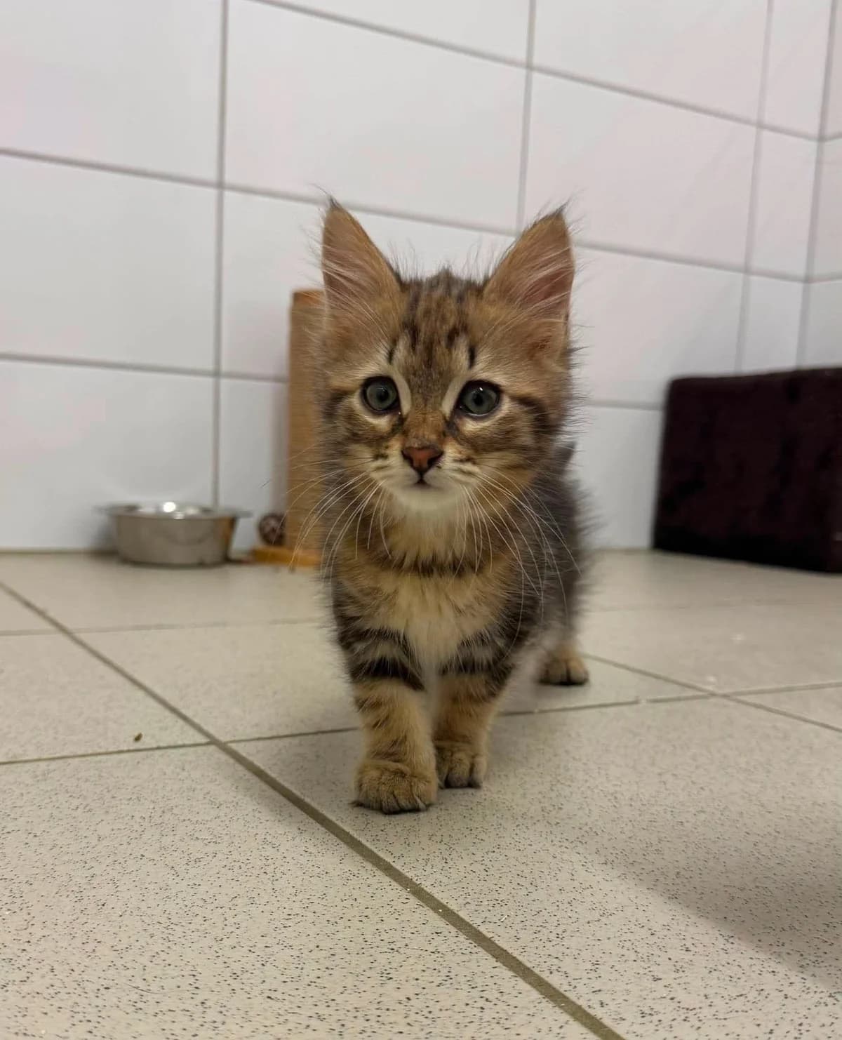 ♀️ Amande, female Mixed Breed for adoption at SPA du Gers