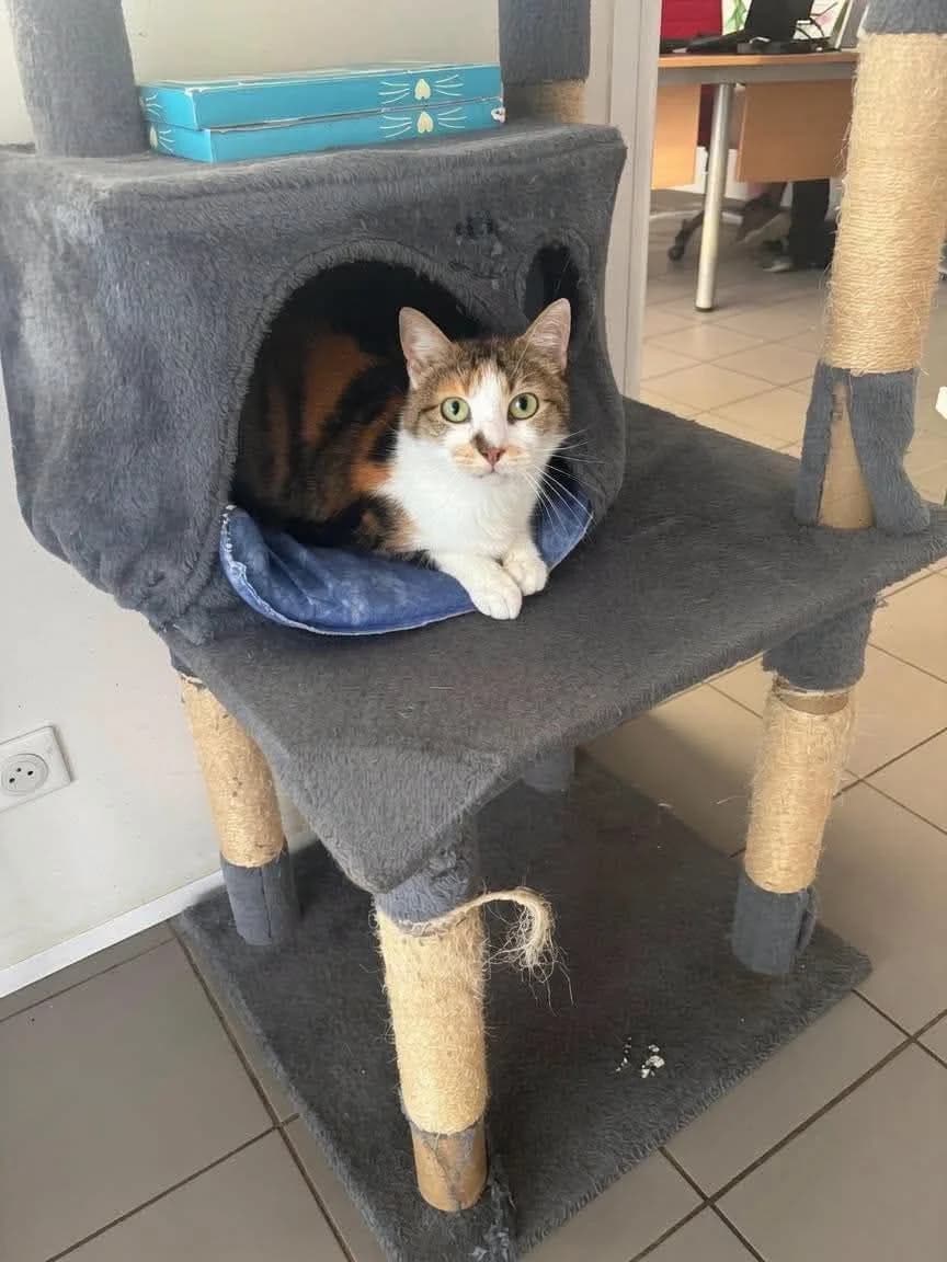 ♀️ Wanda, Mixed Breed (SPA du Gers)
