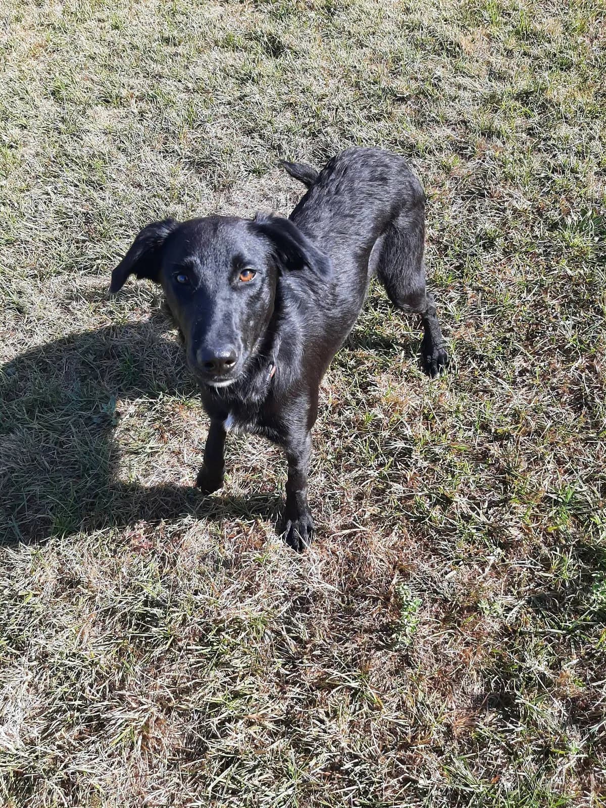 Tiana, female young Mixed Breed for adoption at SPA du Gers