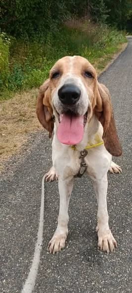 Lady, female young Mixed Breed for adoption at SPA du Gers