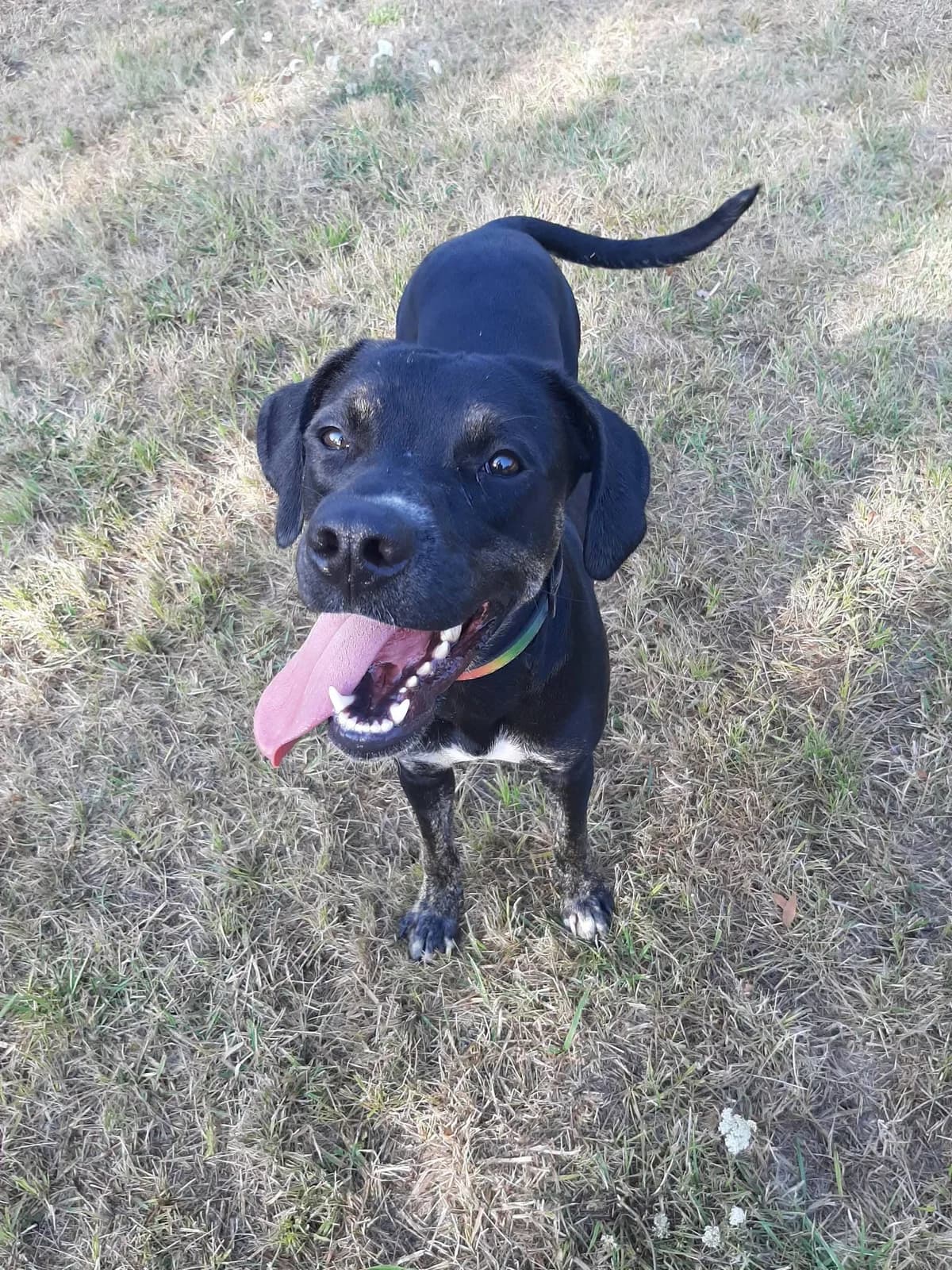 Chiara, female young Mixed Breed for adoption at SPA du Gers