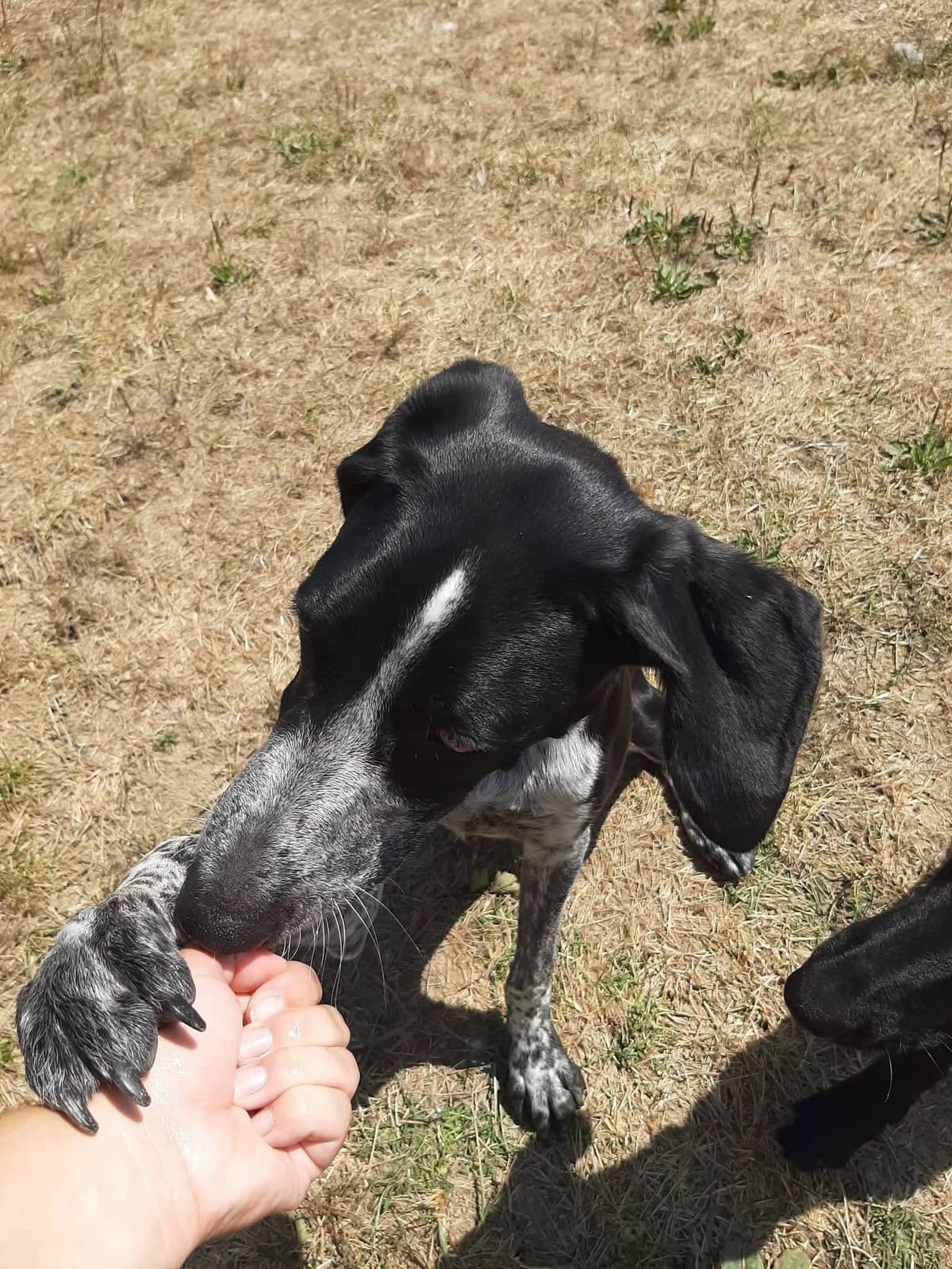 Ryo (Galak), male puppy Mixed Breed for adoption at SPA du Gers
