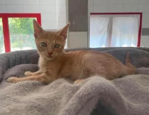 ♂️ Bubble, male puppy Mixed Breed for adoption at SPA du Gers