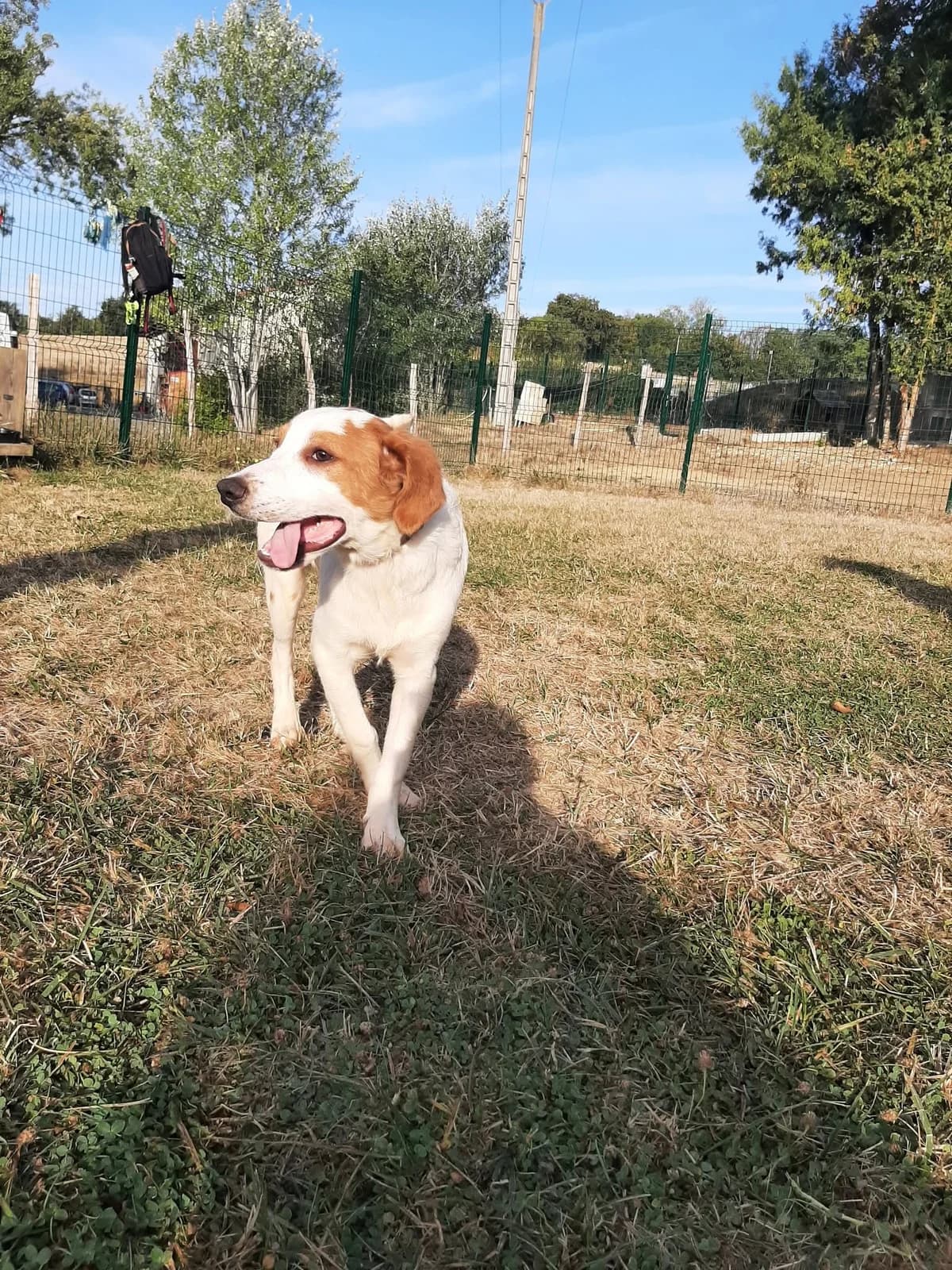 ♂️ Nash, male puppy Mixed Breed for adoption at SPA du Gers