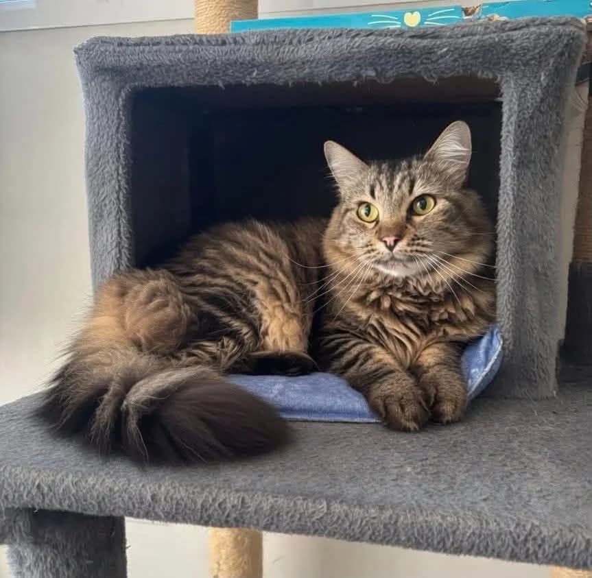 ♀️, female senior Mixed Breed for adoption at SPA du Gers