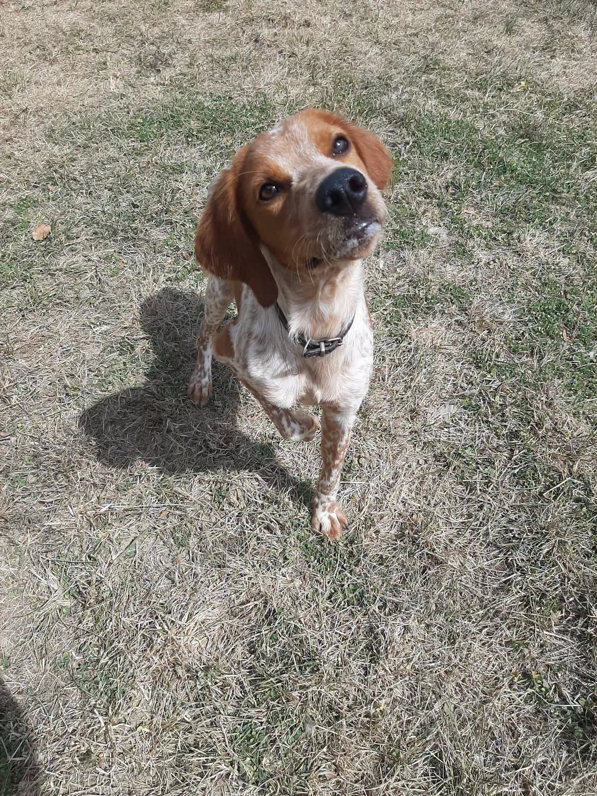 Loustic, male young Mixed Breed for adoption at SPA du Gers