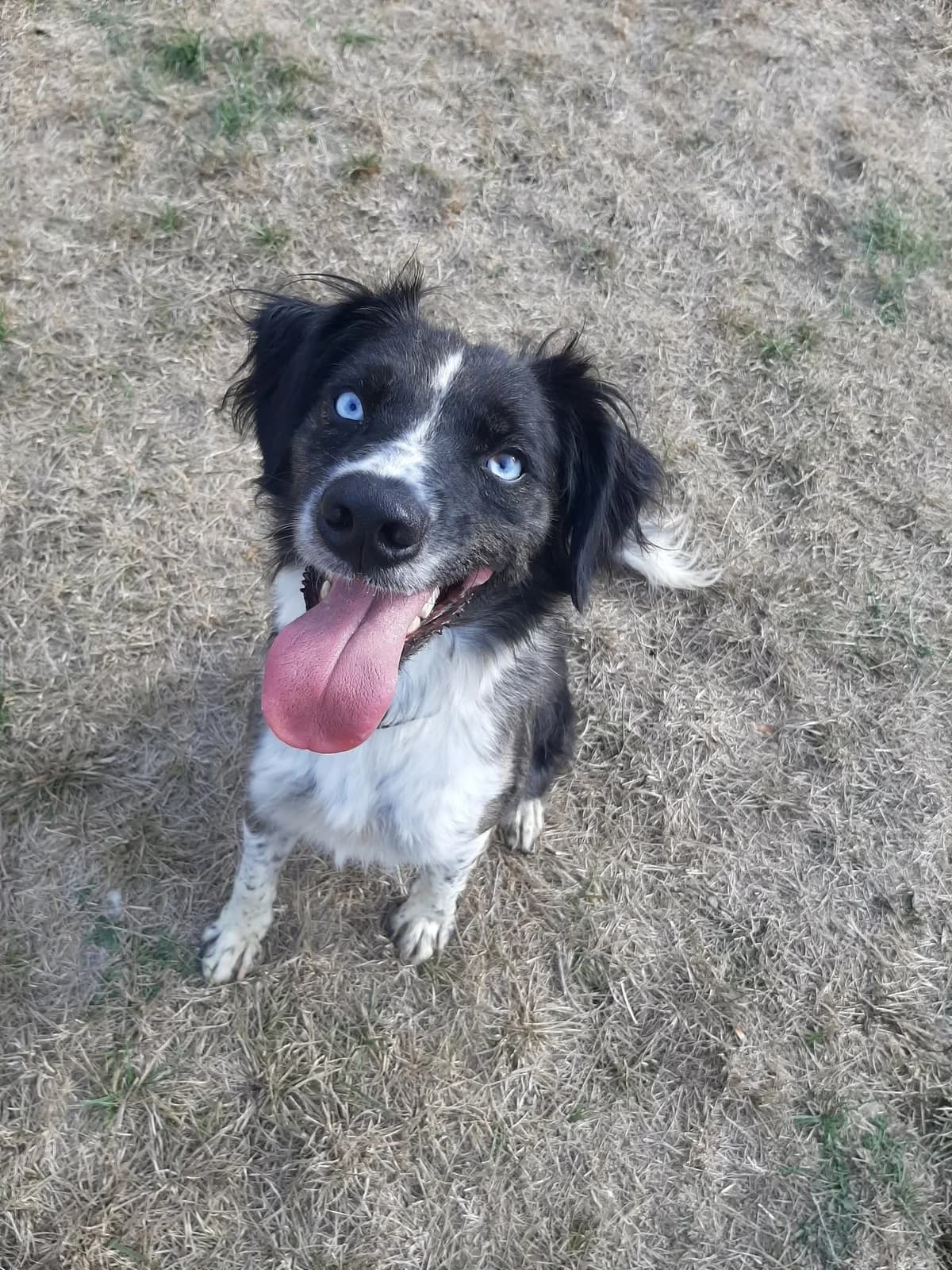 Coco, male 4yo Mixed Breed for adoption at SPA du Gers