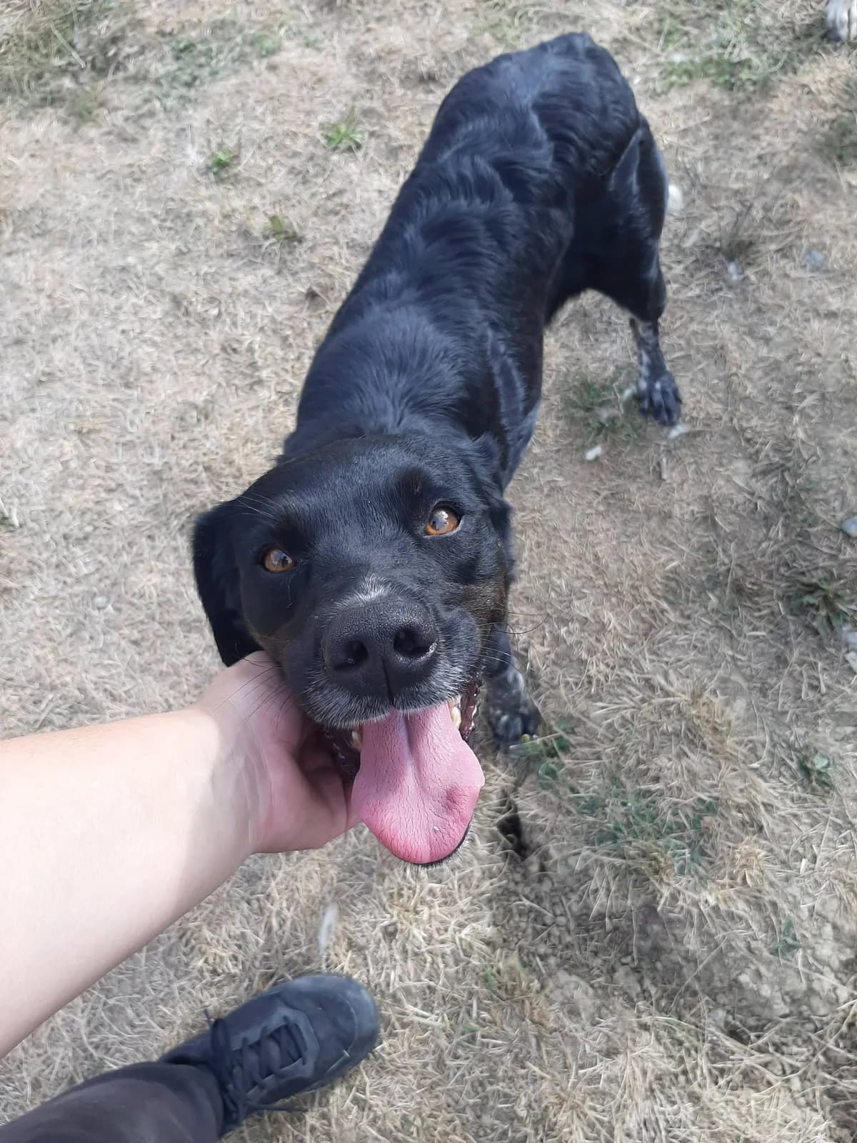 Channel, female 4yo Mixed Breed for adoption at SPA du Gers