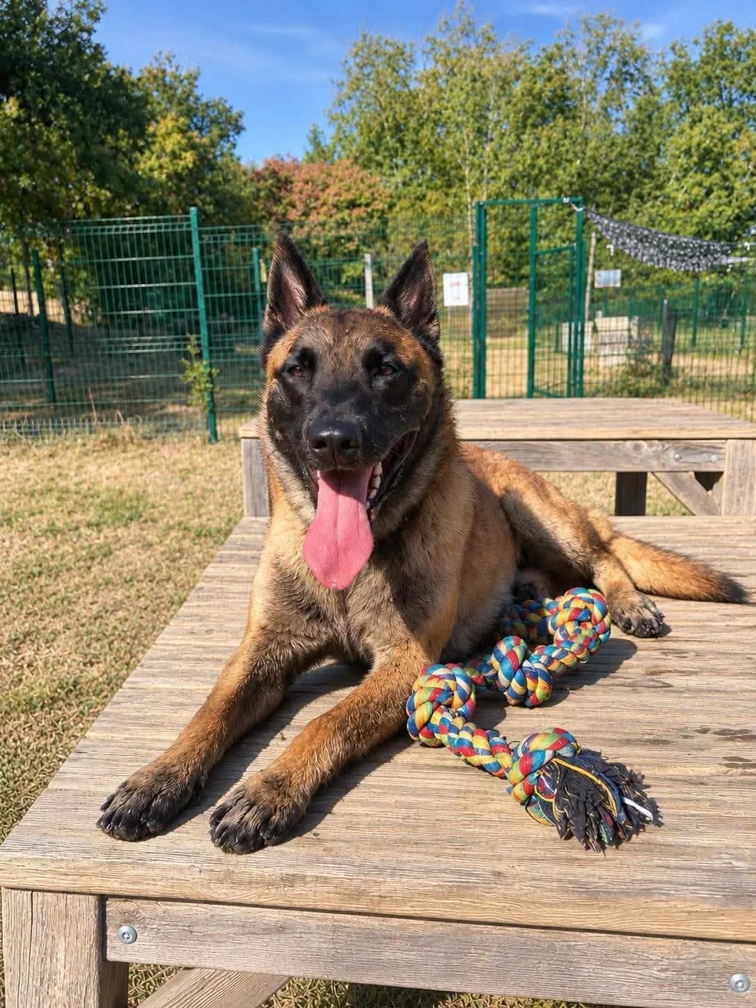 Atlas, male young Mixed Breed for adoption at SPA du Gers