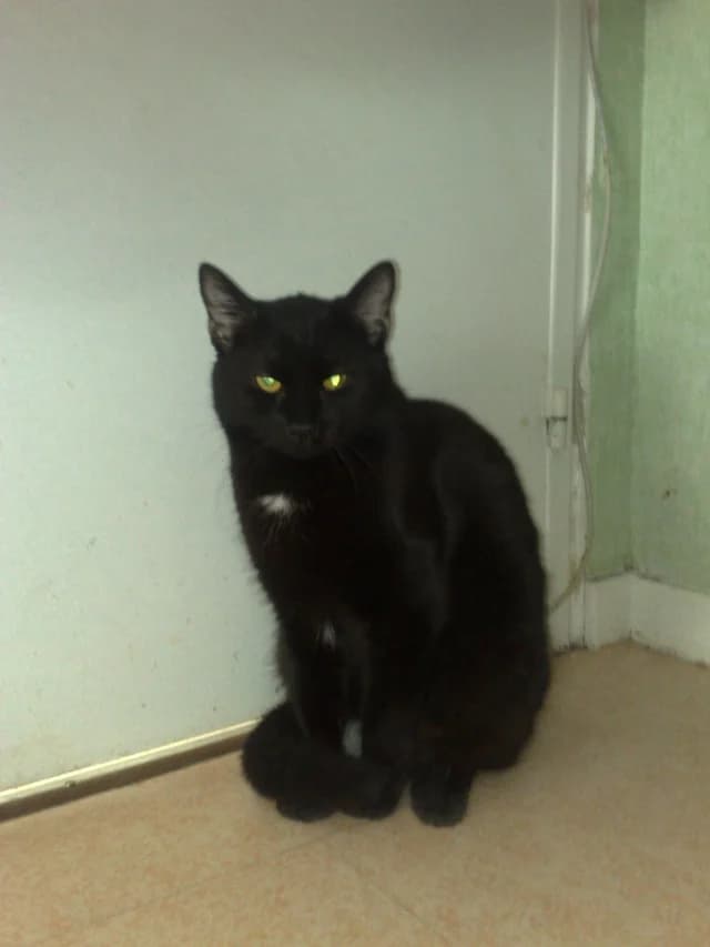 Halloween, male Mixed Breed for adoption at Les Chats de Steril Matou