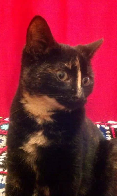 Lila, female senior Mixed Breed for adoption at Les Chats de Steril Matou