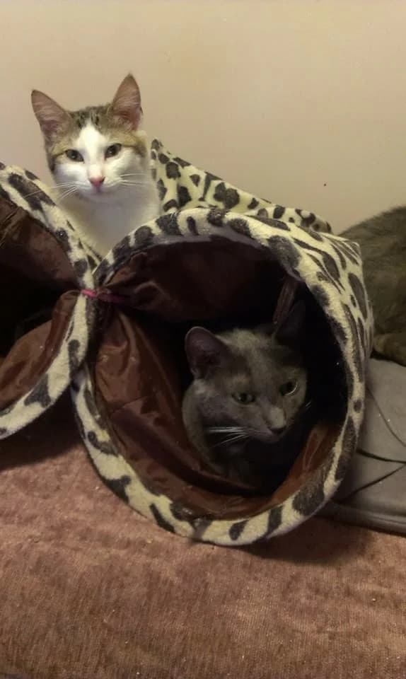 Jersey, female senior Mixed Breed for adoption at Les Chats de Steril Matou