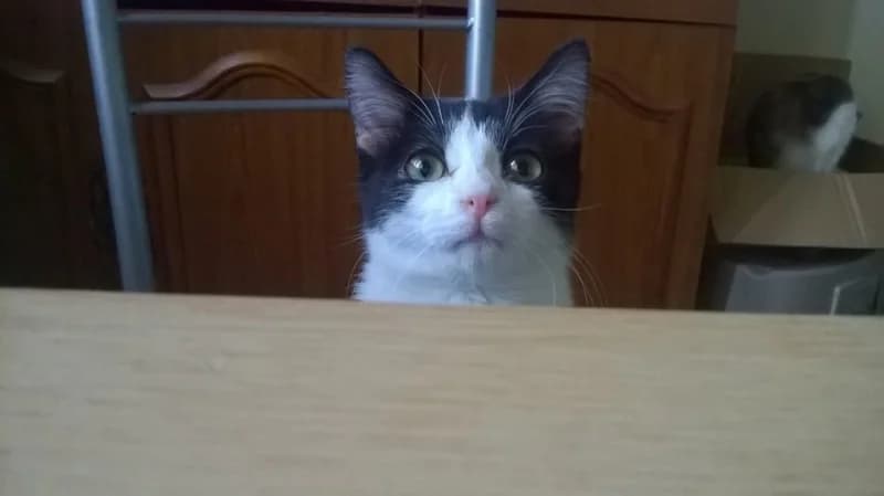 Peepo,  young Mixed Breed for adoption at Les Chats de Steril Matou
