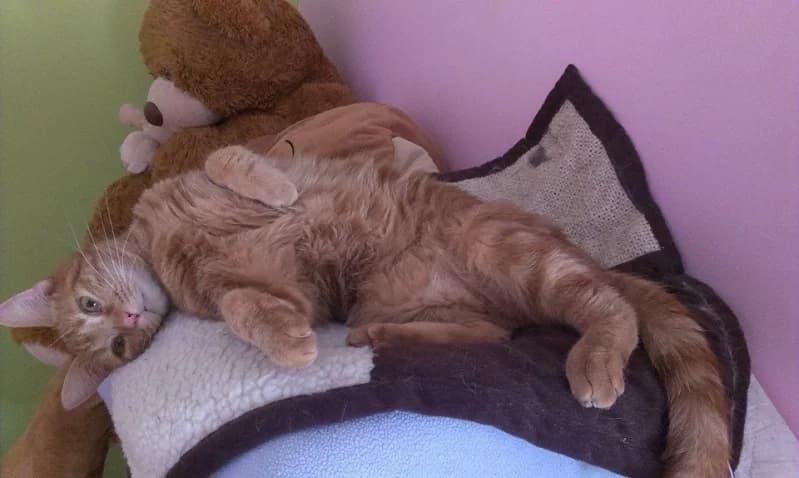 Mirou, male Mixed Breed for adoption at Les Chats de Steril Matou