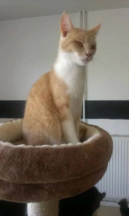 Illy, female Mixed Breed for adoption at Les Chats de Steril Matou