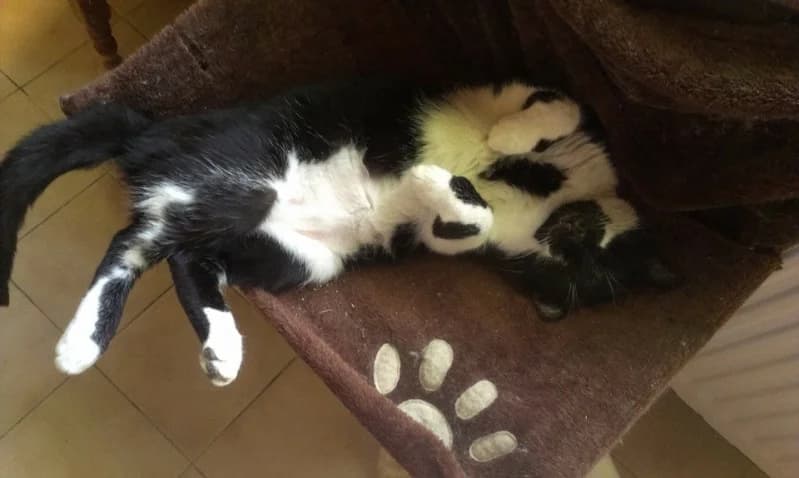Moustache,  3yo Mixed Breed for adoption at Les Chats de Steril Matou