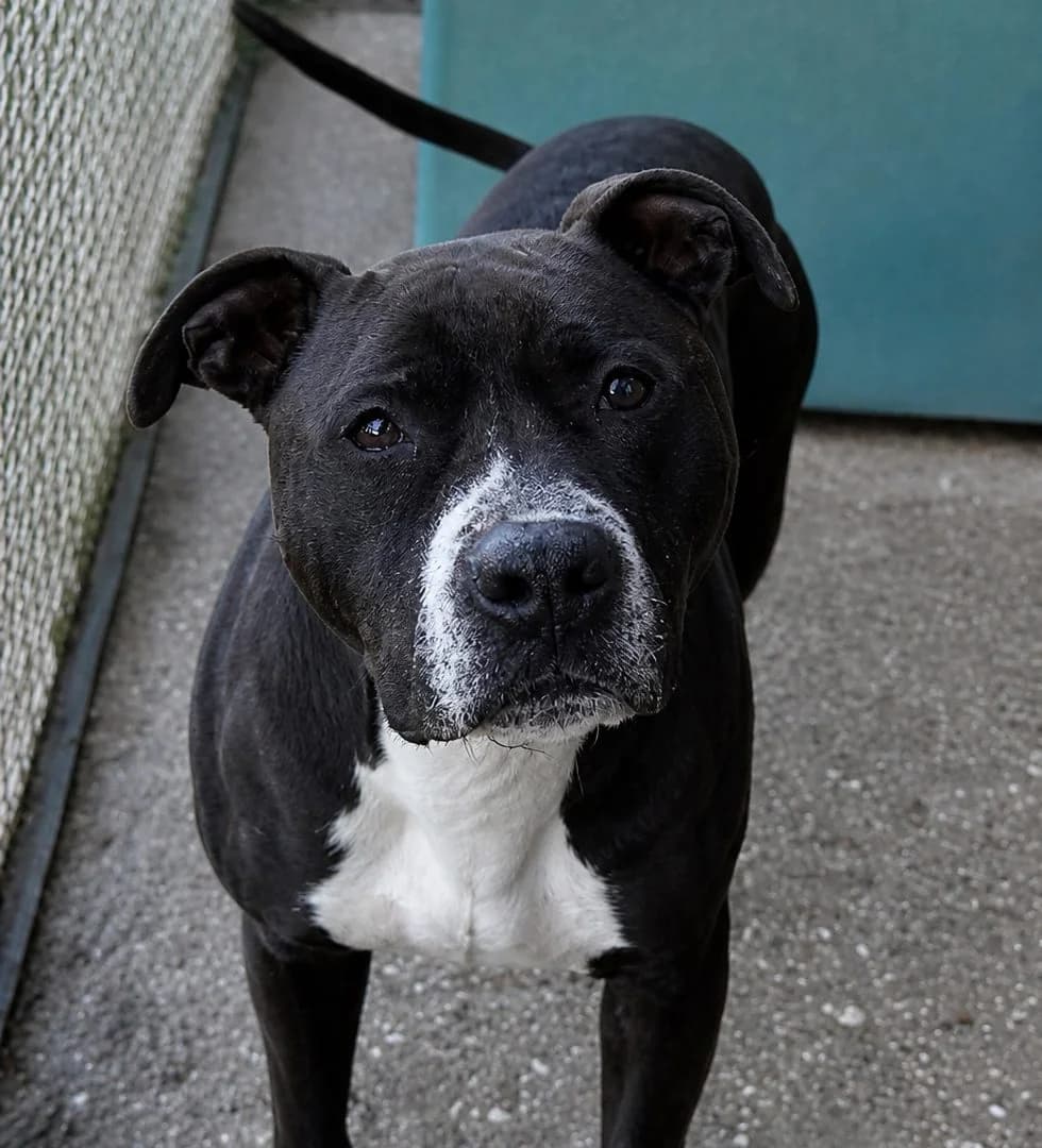 Vulcanne,  mixed breed for adoption at SPA (SVPA)
