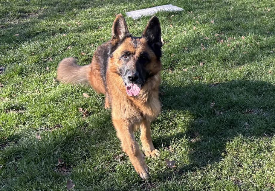 Paskoae,  German Shepherd for adoption at SPA (SVPA)