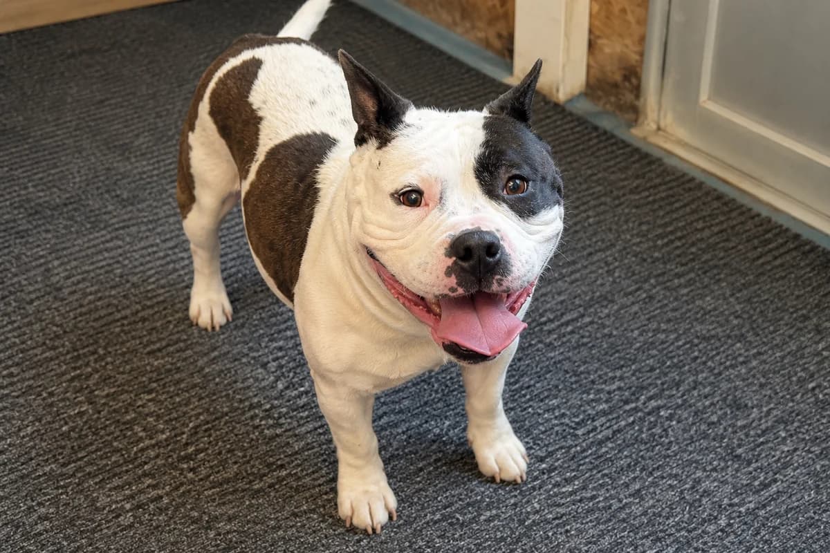 Mia,  American Bully for adoption at SPA (SVPA)