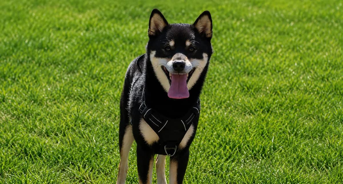 Vasco,  Shiba Inu for adoption at SPA (SVPA)