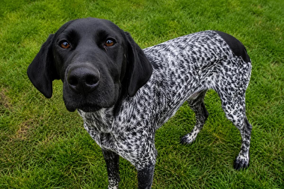 Niglo,  Pointer for adoption at SPA (SVPA)