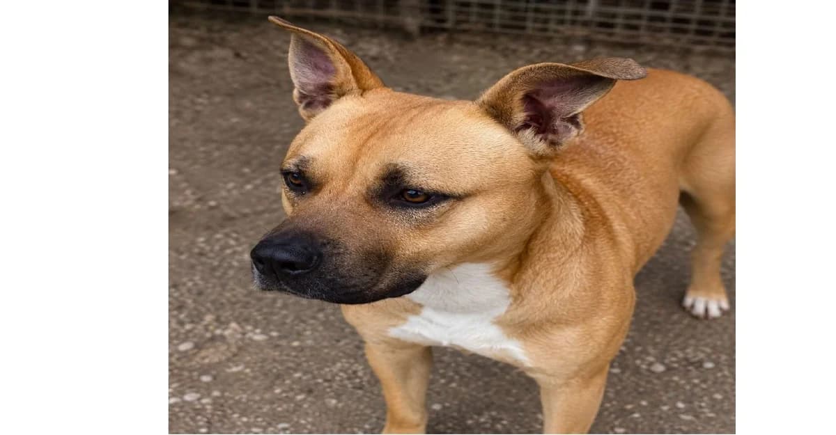 Tayko,  Belgian Malinois for adoption at SPA (SVPA)