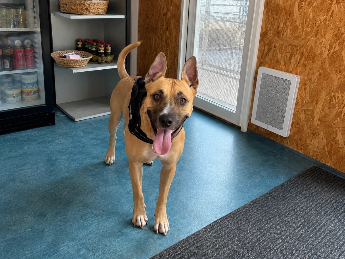 Vaya,  Belgian Malinois for adoption at SPA (SVPA)