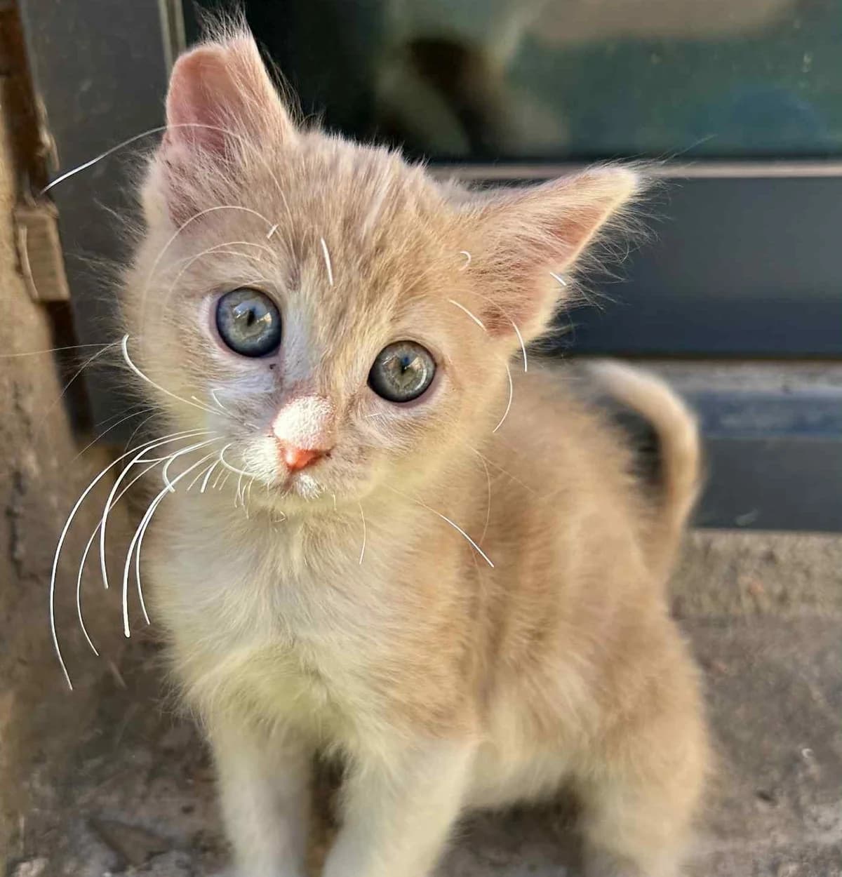 Alf, Beige /crème male puppy European Shorthair for adoption at Association Thalya Protection