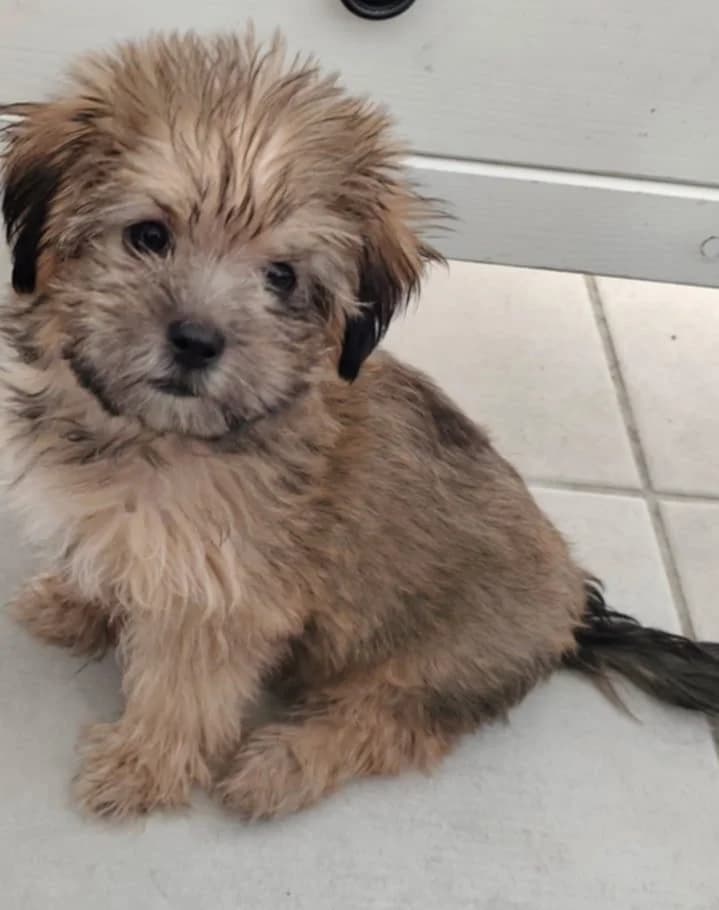 Apsso,  Mixed Breed for adoption at Association Thalya Protection