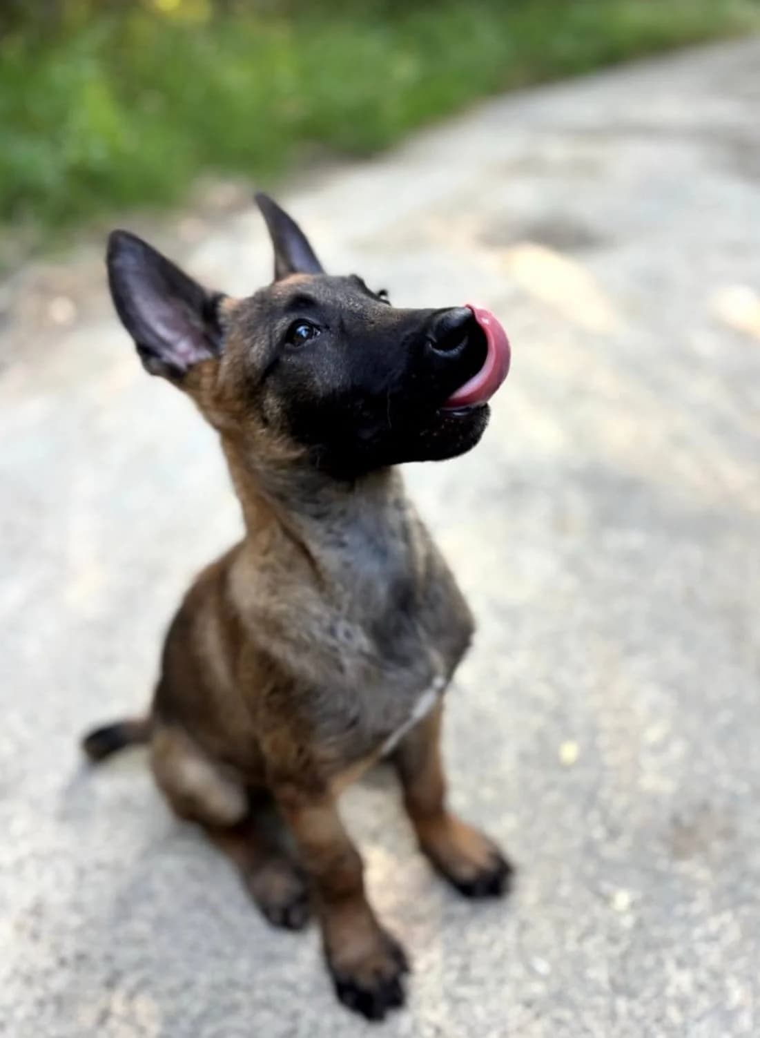 Athi, fauve male puppy Belgian Malinois for adoption at Association Thalya Protection