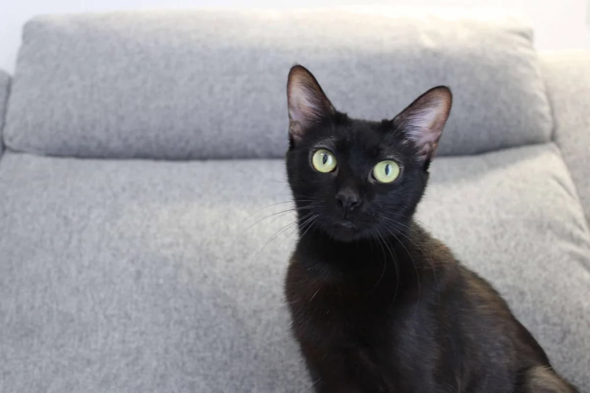 Auxanna, noire female young European Shorthair for adoption at Association Thalya Protection