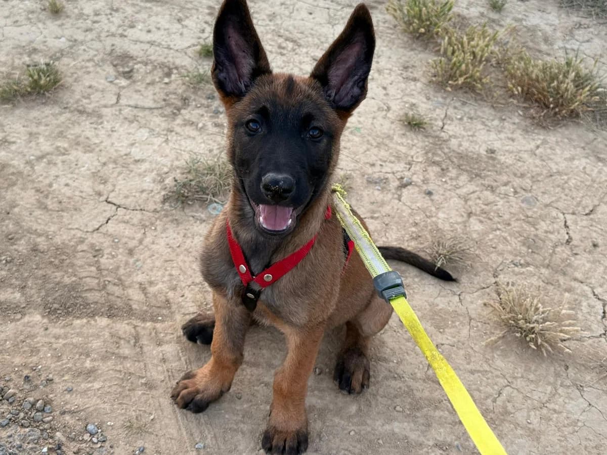Ava, fauve female puppy Belgian Malinois for adoption at Association Thalya Protection
