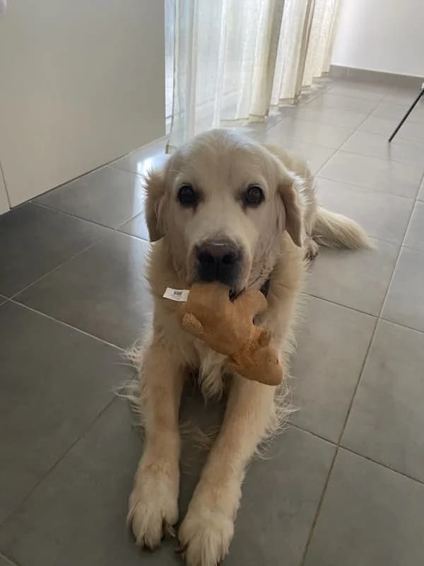 Benji,  senior Mixed Breed for adoption at Association Thalya Protection