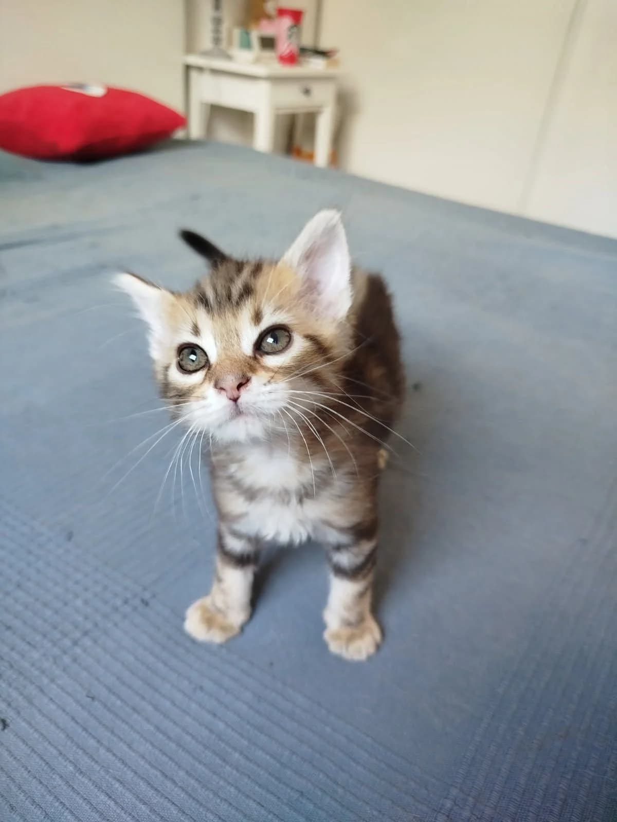 Bingal, tigré marron male puppy European Shorthair for adoption at Association Thalya Protection