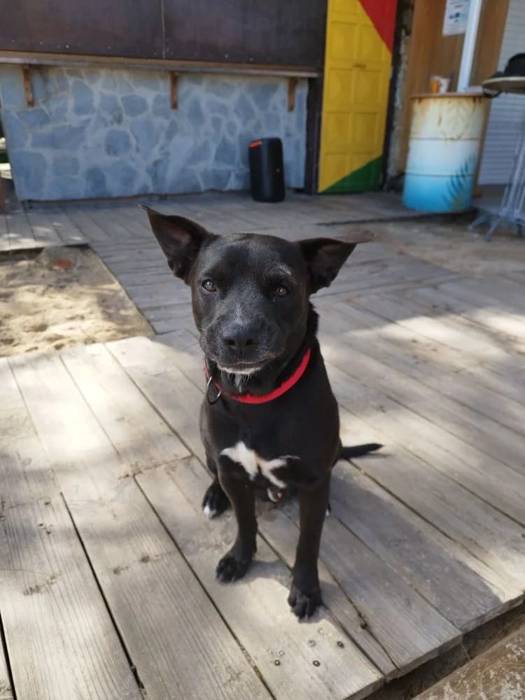 Boy, male young Mixed Breed for adoption at Association Thalya Protection
