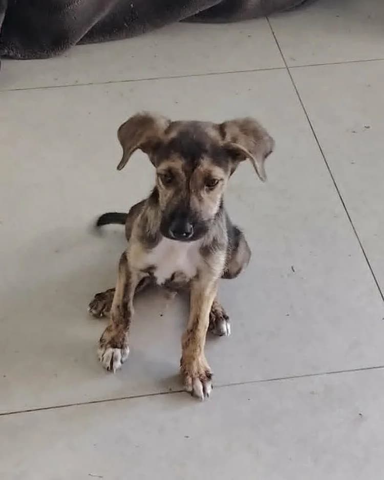 Brad, Bringé male puppy Mixed Breed for adoption at Association Thalya Protection