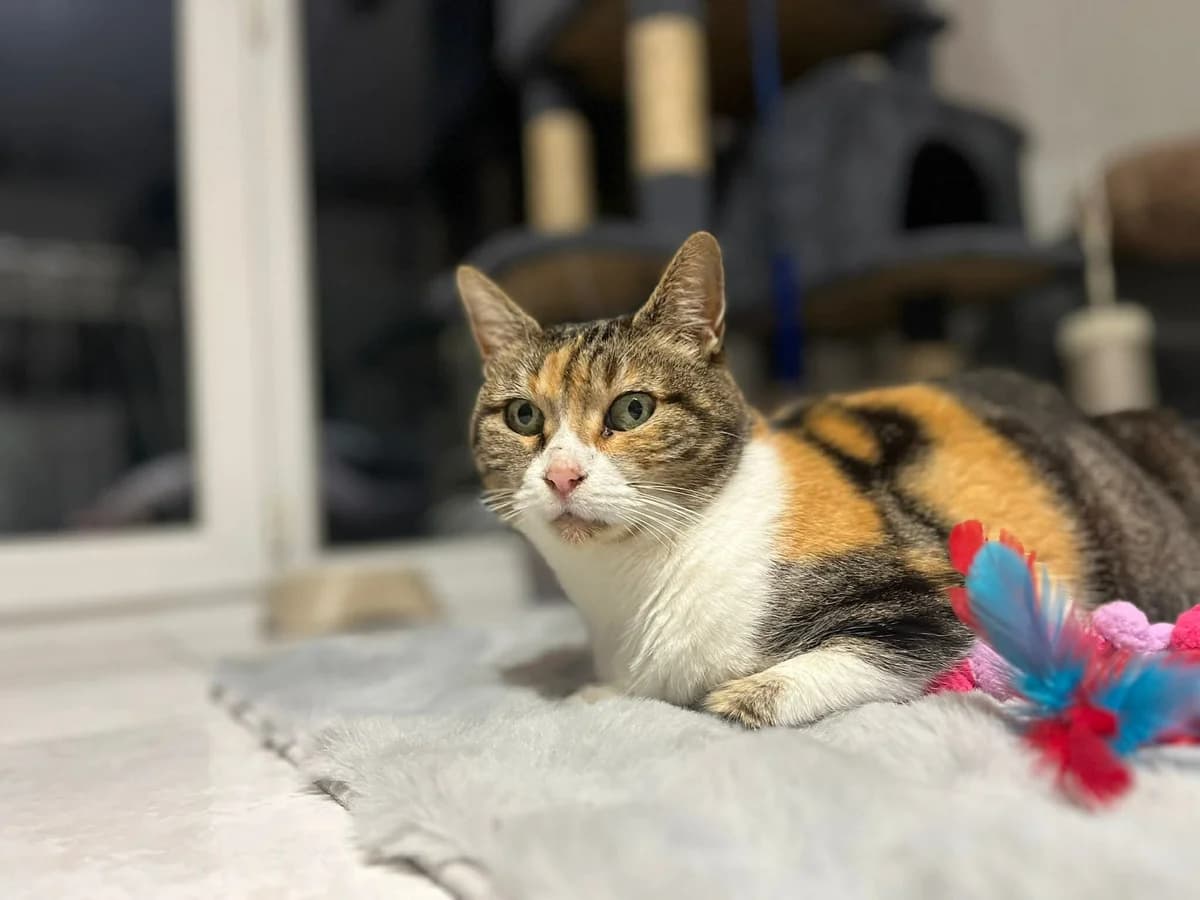 Callie, Tricolore female 4yo European Shorthair for adoption at Association Thalya Protection