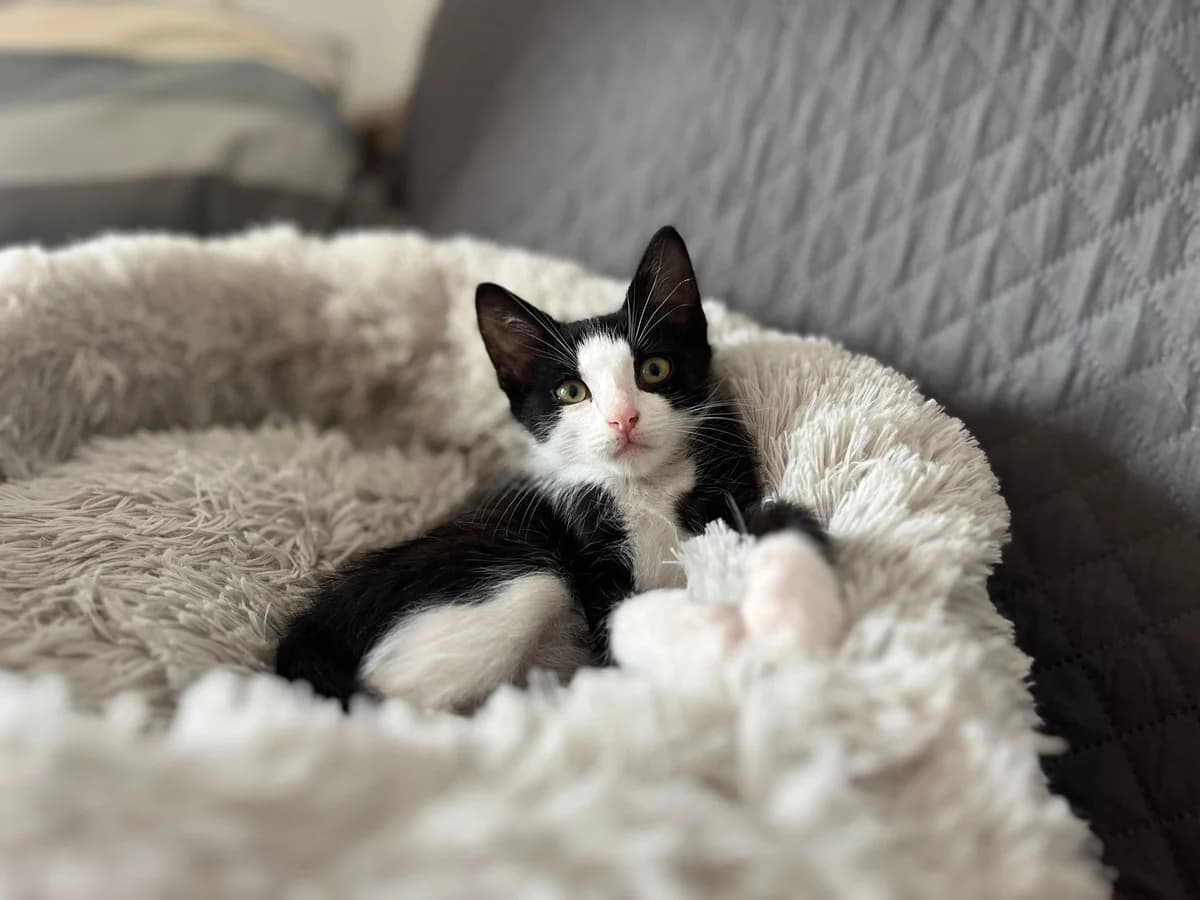 Chester, noir et blanc male puppy European Shorthair for adoption at Association Thalya Protection
