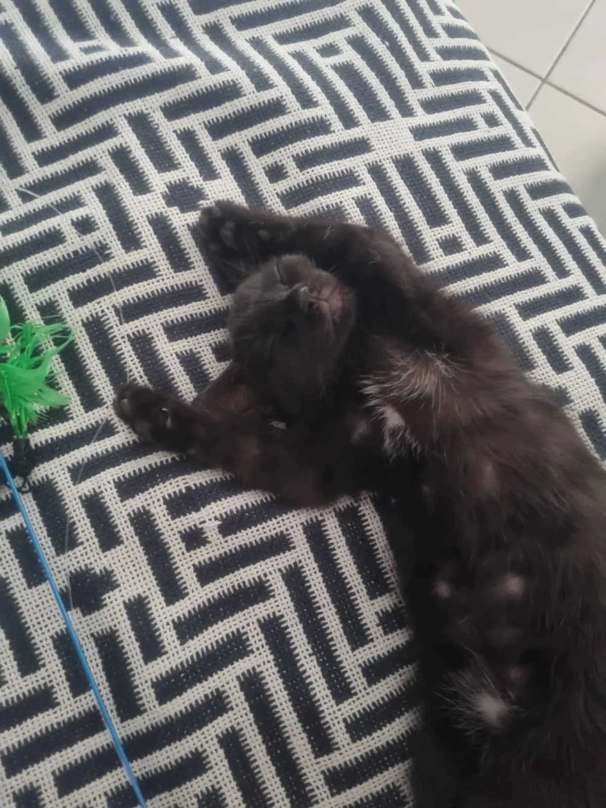 Clovia, noire et un peu de blanc female puppy European Shorthair for adoption at Association Thalya Protection