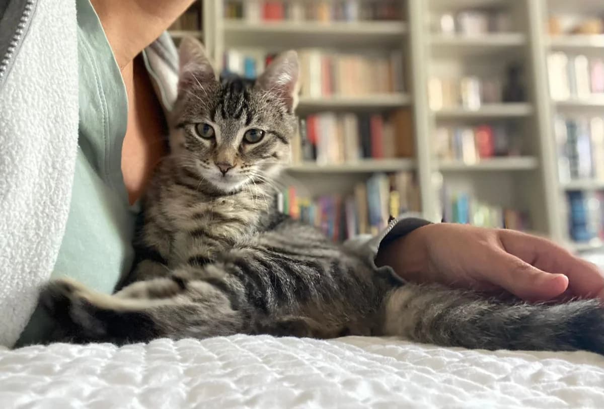 Denahi, Tigré male puppy European Shorthair for adoption at Association Thalya Protection