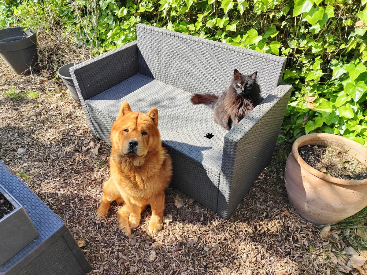Denver, Fauve male young Chow Chow for adoption at Association Thalya Protection