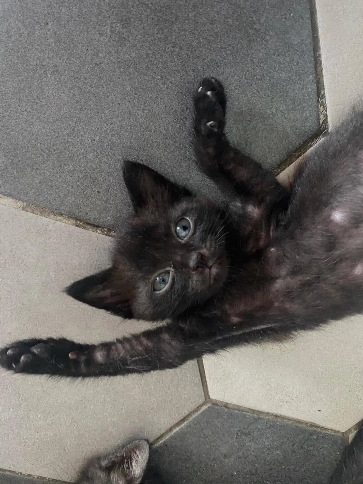 Dobby,  Mixed Breed for adoption at Association Thalya Protection