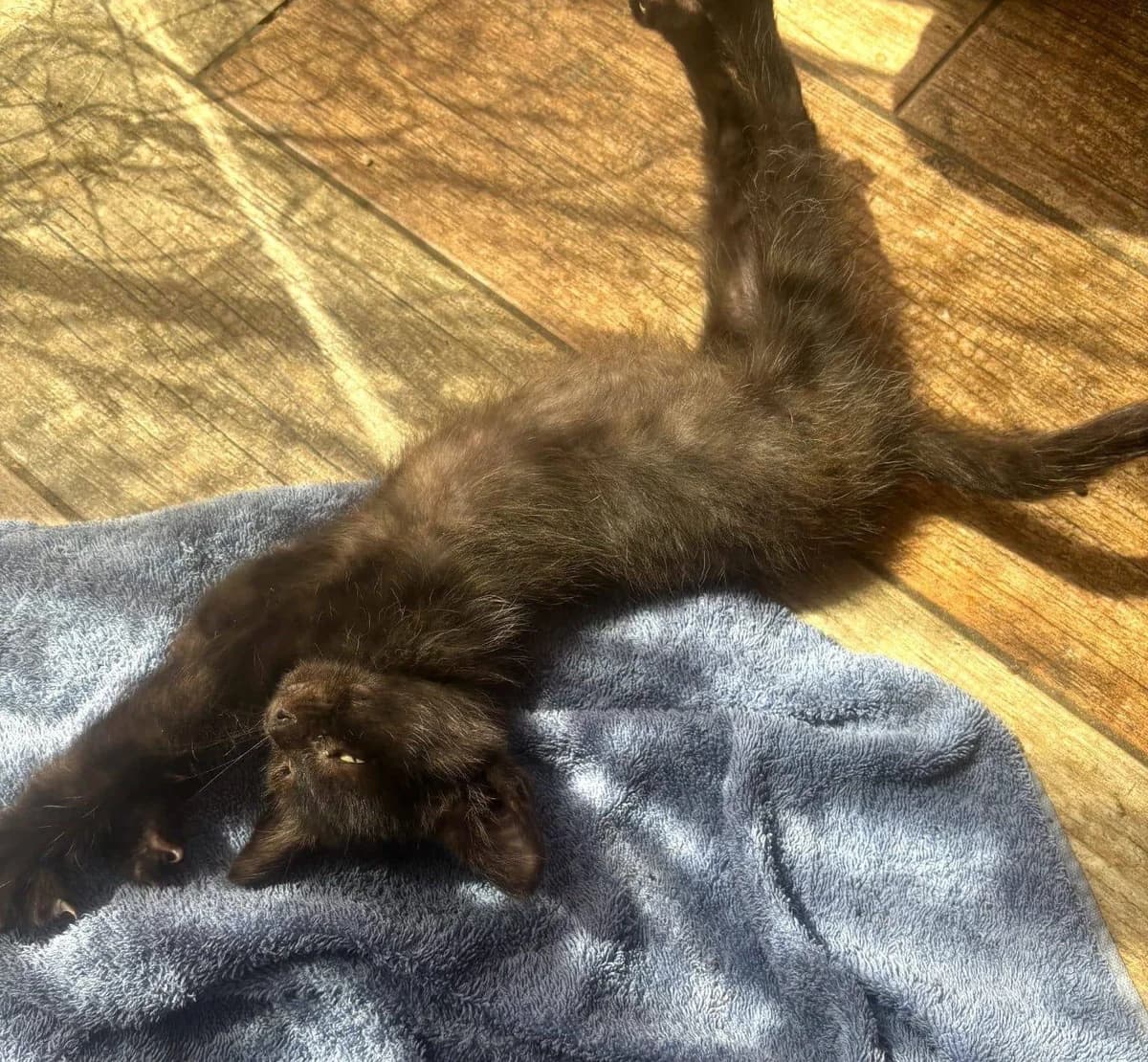 Dobby,  Mixed Breed for adoption at Association Thalya Protection — photo 2 of 3