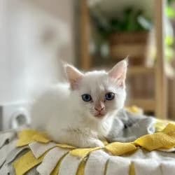 Elio, blanc male puppy European Shorthair for adoption at Association Thalya Protection
