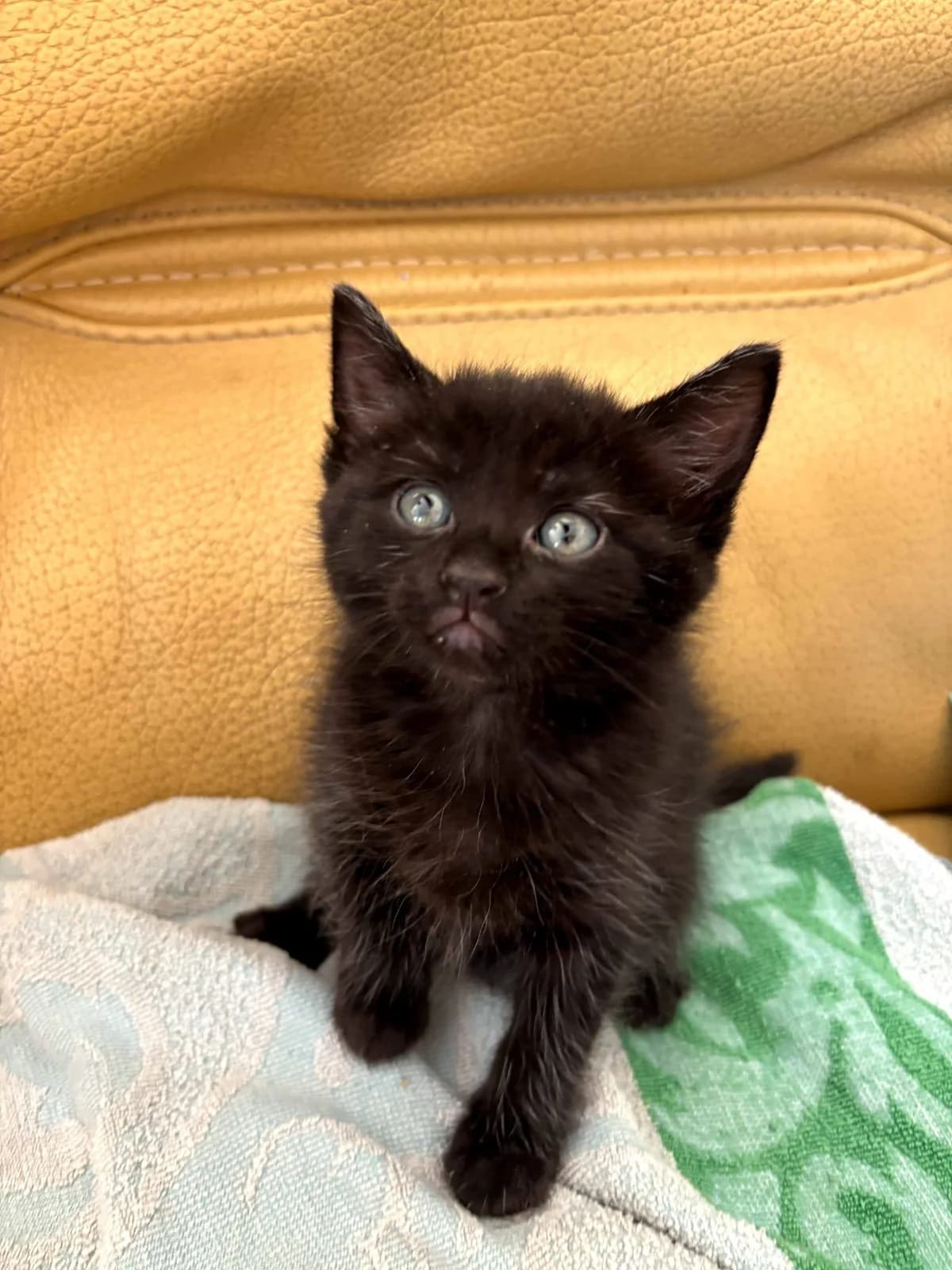 Espresso, noir male puppy European Shorthair for adoption at Association Thalya Protection
