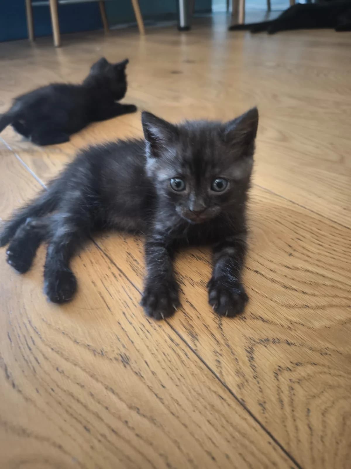 Fauve, Smoke male puppy European Shorthair for adoption at Association Thalya Protection